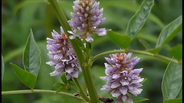 Солодка: лечебные свойства и противопоказания смотреть онлайн