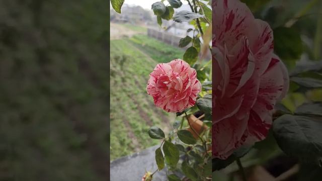 Hybrid Tea rose henri matisse смотреть онлайн