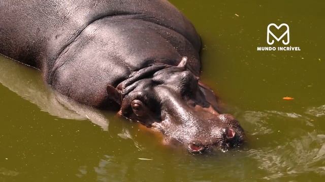 O RINOCERONTE ATACOU O ANIMAL ERRADO E SE DEU MAL смотреть онлайн