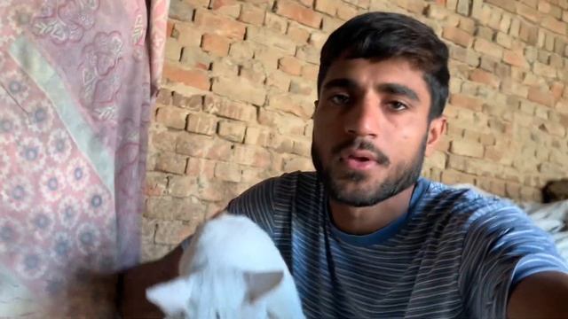 Puppy Ko Rescue Kr Liya ? | Eagle Ny Cat Py Attack Kr Dia ? | Cat Rescue смотреть онлайн