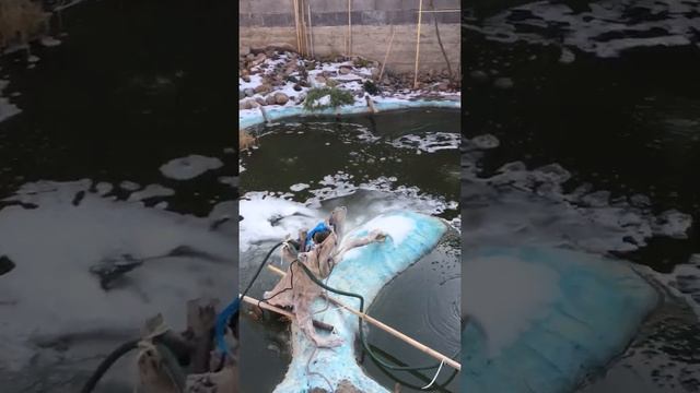 Как зимует домашний пруд смотреть онлайн