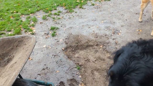 Hundeschule Wolf und Co am 09.November.2023 смотреть онлайн