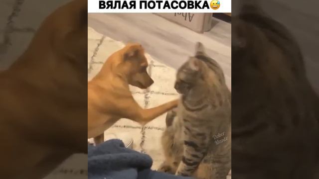 Вялая потосовка смотреть онлайн