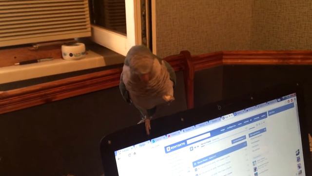 Попугай Колита-монах (квакер) танцует во время еды под Океан Эльзы / Quaker parrot dancing wirh foo смотреть онлайн