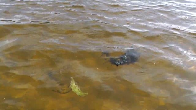 Лесопарк Серебряный бор и озеро Бездонное. Прощаюсь с летом смотреть онлайн