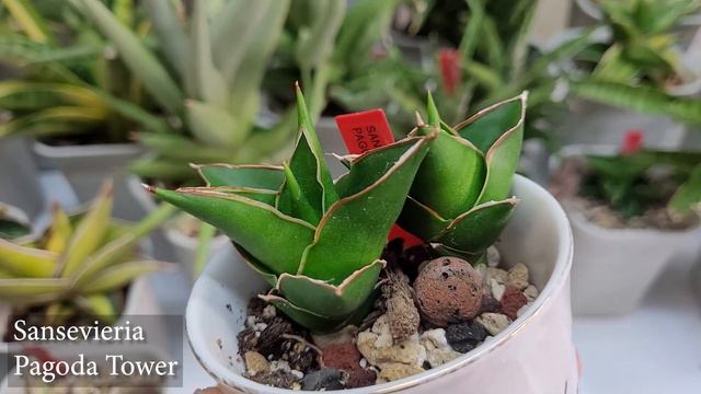 My Sansevieria Collection Part 1