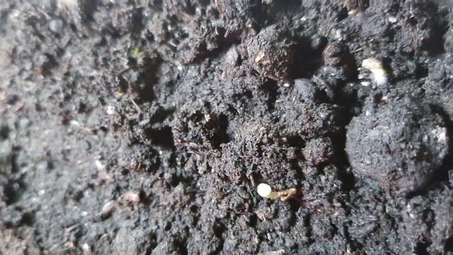 #цветы #сальвия ПЕРВЫЕ ВСХОДЫ САЛЬВИИ!СУПЕР РАННИЙ СОРТ!???