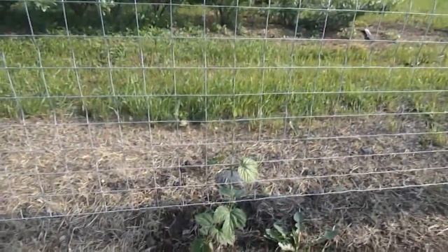 Сказ о том как Пивоварофф хмель сажал смотреть онлайн