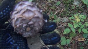 Кедровый орех. Сбор и переработка до чистого кедрового ореха от А до Я. Тайга. Сибирь.