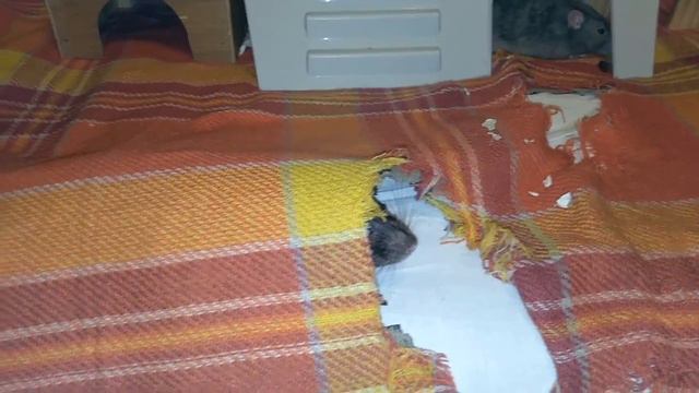 Норное смотреть онлайн