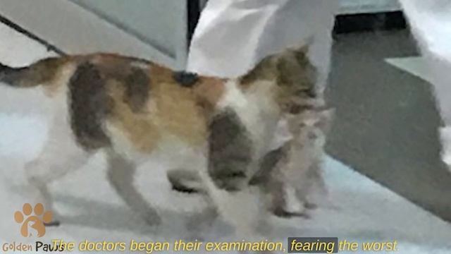 A Cat Brought a Kitten in its Teeth to the Emergency Room  Then the Following Happened!