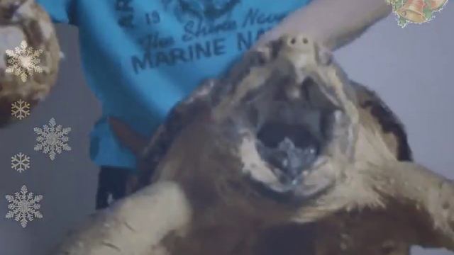 Как приготовить АНАНАС ! смотреть онлайн