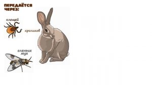 Туляремия (особо опасные инфекции) лекция