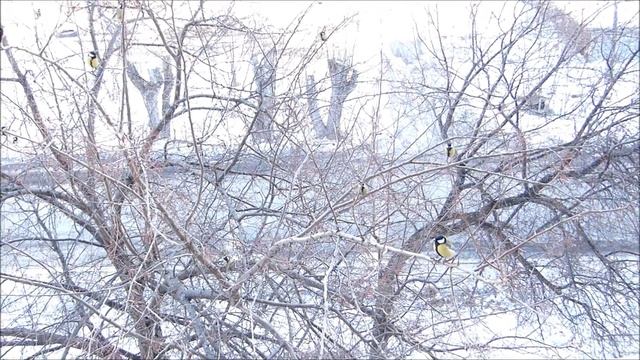 птицы радуются весне смотреть онлайн