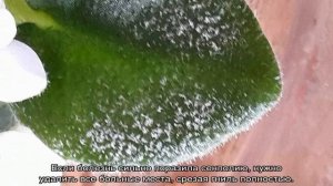 Болезни фиалок — профилактика и уход за больными растениями