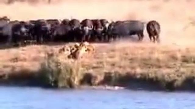 Неудачная охота львов, и как гиены живьём едят зебру смотреть онлайн