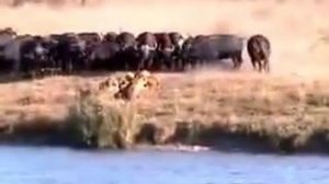 Неудачная охота львов, и как гиены живьём едят зебру