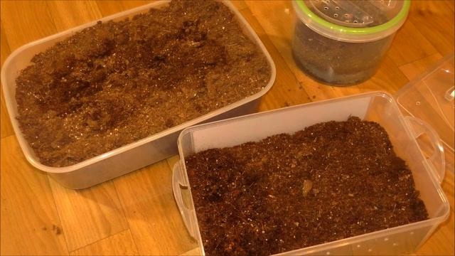 Пересадка Brachypelma Smithi- Брахипельма переехала в горизонтальный контейнер