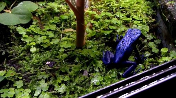 Dendrobates Tinctorius Azureus feeding (8 minutes)