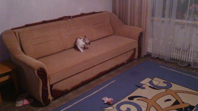 Французский бульдожка Тути веселится смотреть онлайн
