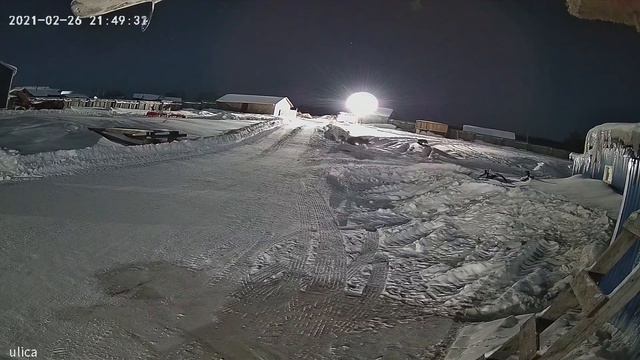 Волки напали на собак в селе Вотча/ видео не для слабонервных смотреть онлайн