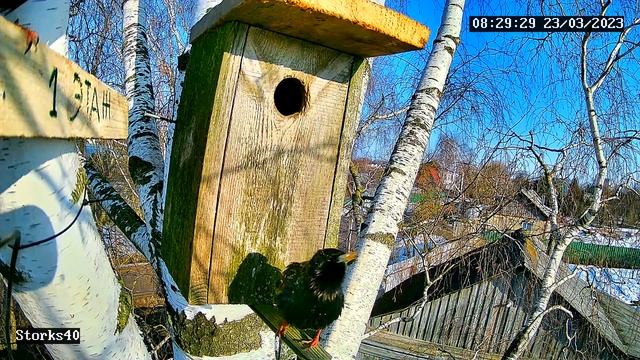 Скворцы делят скворечник. смотреть онлайн