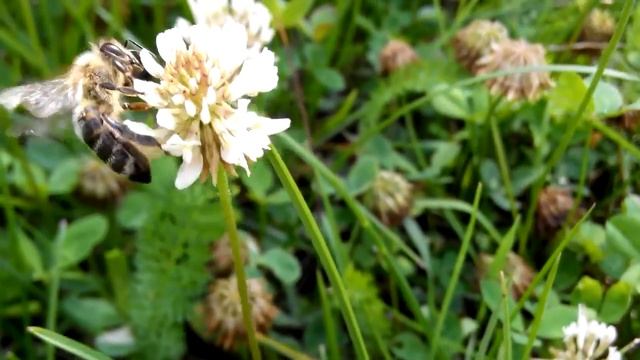 Мед из клевера Нектар с белого клевера. Настоящий клеверный мед