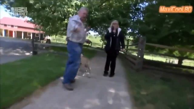 Собака бультерьер смотреть онлайн