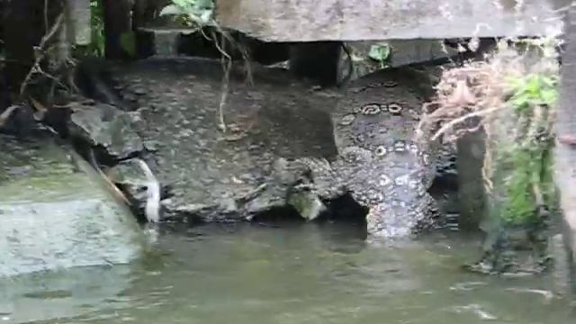 Bangkok Godzilla смотреть онлайн