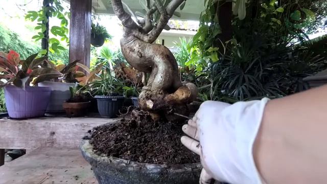 Replanting Adenium Yang Ketiga смотреть онлайн