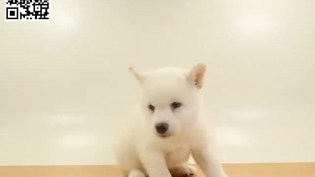 Вольт - первое знакомство (5 недель) смотреть онлайн