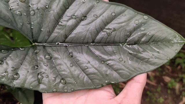 Alocasia Heterophylla Corazon / Alocasia Aquino Review Silver yang Cantik смотреть онлайн