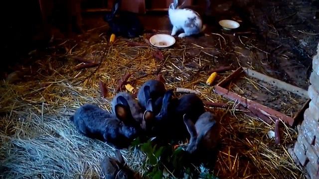 РАЗВЕДЕНИЕ КРОЛИКОВ В ДЕРЕВНЕ /HOW TO BREED RABBITS IN THE VILLAGE. смотреть онлайн