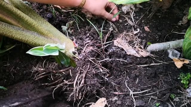 GIANT ALOCASIA SANDERIANA TRANSFER TO POT/ Harvest Alocasia BABIES