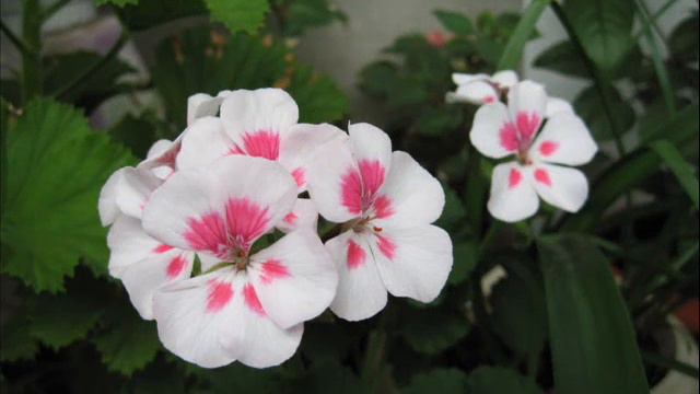 мой сад 2010.wmv смотреть онлайн