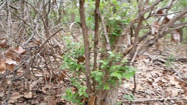 Morel Mushroom Hunt 2 2018 Finally found some Baby Yellow Morels смотреть онлайн