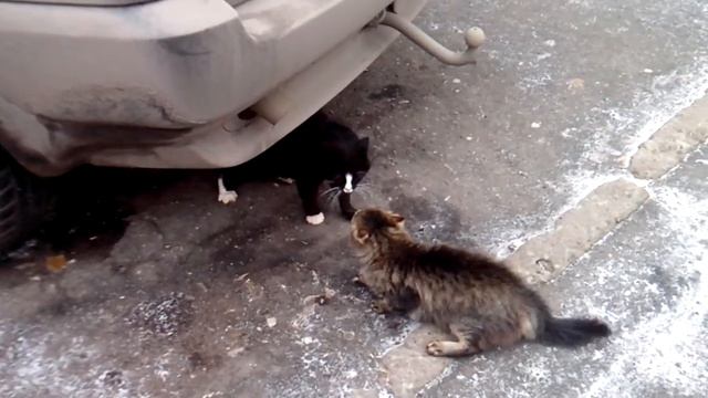 Котики ругаются =\ смотреть онлайн