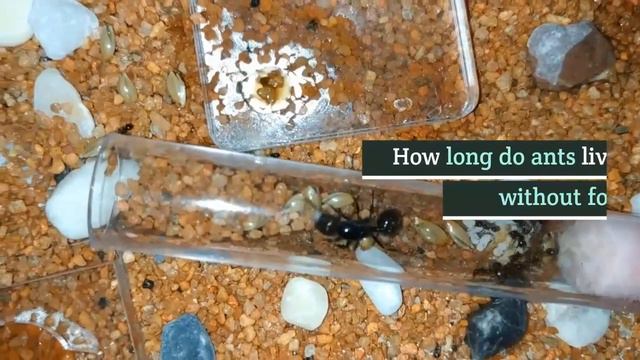 How long do ants live || Ant’s life duration || What is the average lifetime for the ants (Today) смотреть онлайн