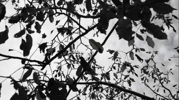 ЗАВЯЛ ЦВЕТОК