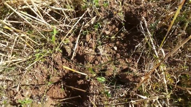 Видео коп. Лягушки путешественницы и пломбир смотреть онлайн