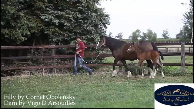 CORNET OBOLENSKY X VIGO D'ARSOUILLES FILLY FOAL 2018 смотреть онлайн