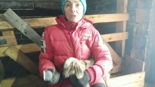 У уток грязно.Шоколадка не будет рожать. Обезроживаю следующую партию козлят.Няша меня ест!?