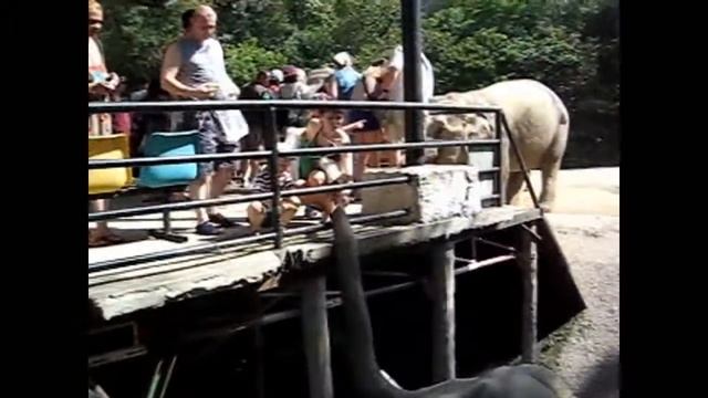 ЗООПАРК КХАО КХЕО смотреть онлайн
