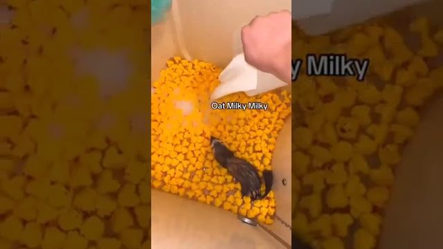 Видео от Wütender Schwanzlutscher смотреть онлайн