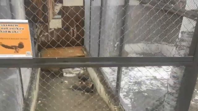 Sakhalinzoo.ru _Продолжение следует....