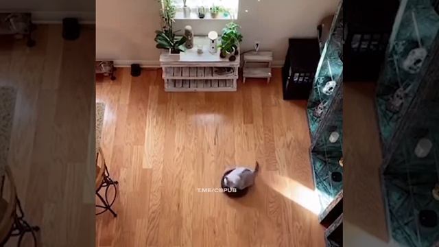 Котик катается на роботе-пылесосе смотреть онлайн