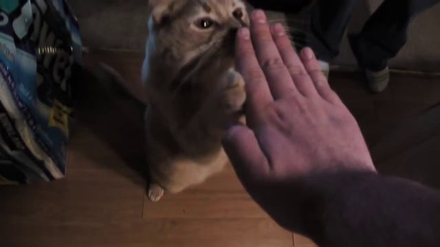 BONKY DOES TRICKS!!!!! смотреть онлайн