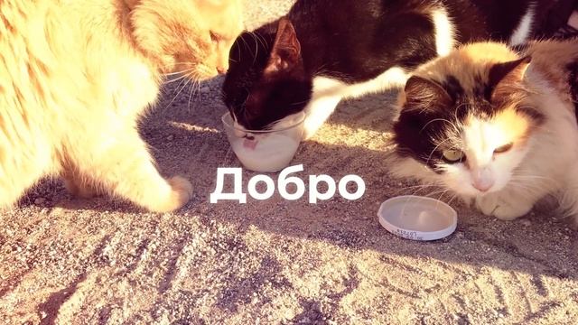 Cyprus - Limassol, Larnaca, Nicosia, Paphos смотреть онлайн