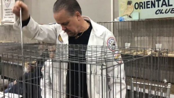 Frank D’alessandro Judging Champion Russian Tumblers