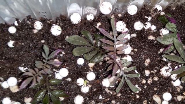 Solanum Uleanum Purple